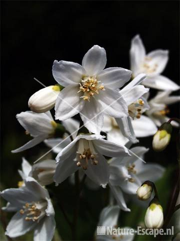 Bruidsbloem bloei 2