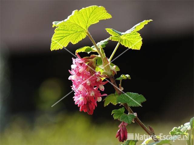 Ribes sanguineum 'King Edward VII' 0904a