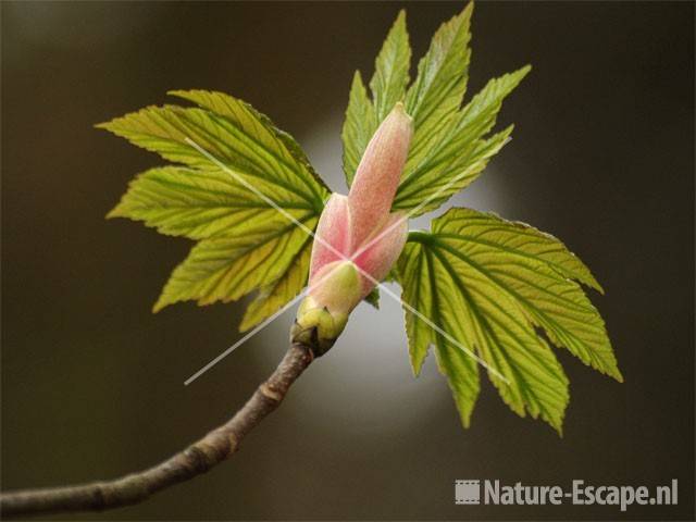 Gewone esdoorn blad jong NHD Heemskerk 2