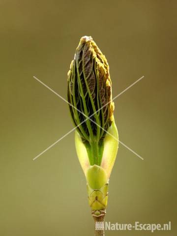 Gewone esdoorn uitlopende knop