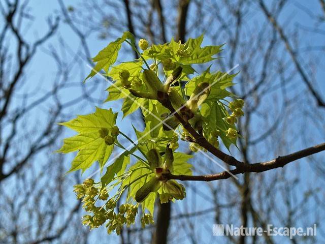 Noorse esdoorn jong blad en bloemen