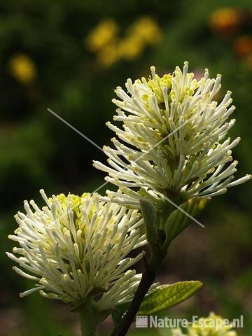 Fothergilla garabaldii tW1