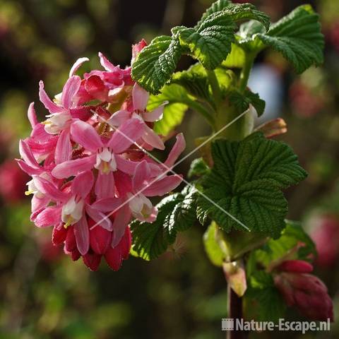 Ribes sanguineum 'King Edward VII' tW5