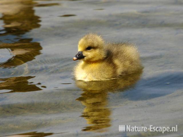 Grauwe gans, juveniel Hijm NHD Castricum 2