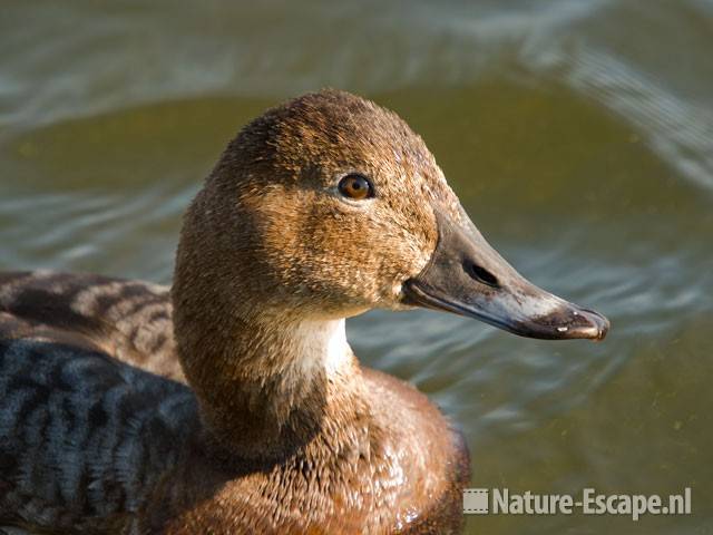Tafeleend, vrouw close up Vogelmeer NPZK1