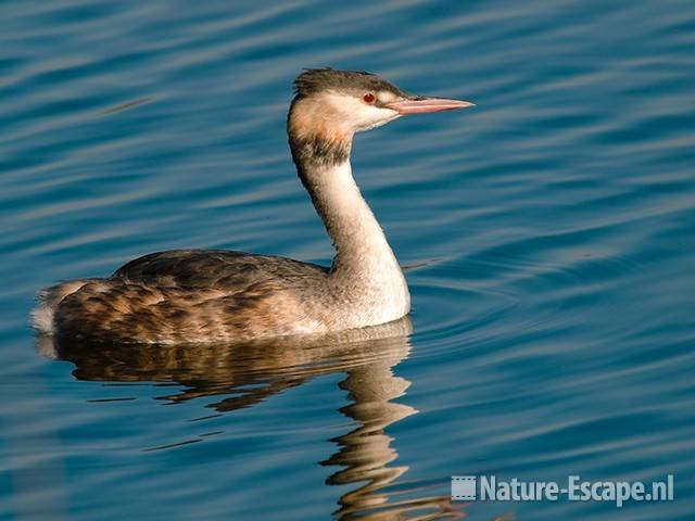 Fuut Vogelmeer NPZK3