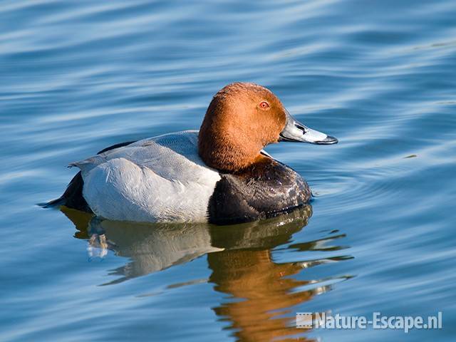 Tafeleend, woerd, man, Vogelmeer, NPZK20 160509