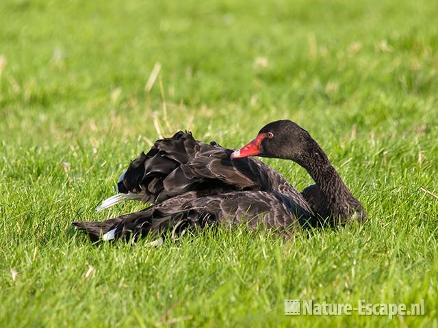Zwarte zwaan, poetsend, Hekslootpolder 1 160709