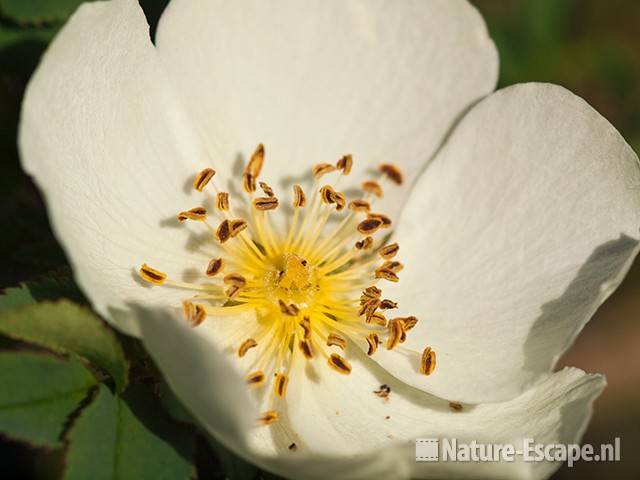 Duinroosje, detail bloem, AWD1 220510