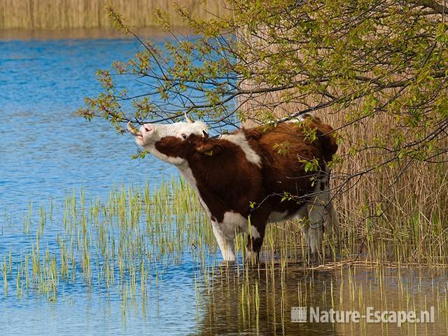 Koe, roodbont, foeragerend, staand in water AWD1