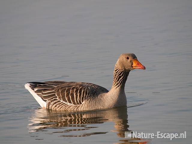 Grauwe gans, zwemmend, Hijm NHD Castricum 1 040311