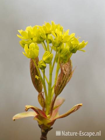 Noorse esdoorn, uitlopende en bloemen, NHD Castricum 2 160411