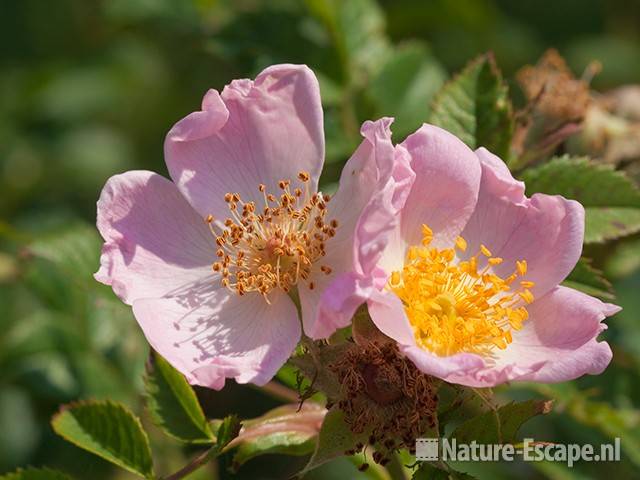 Hondsroos, bloei, bloemen, NHD Heemskerk 2 040611