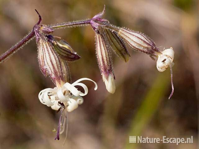 Nachtsilene, bloemen, SBB Schoorl 1