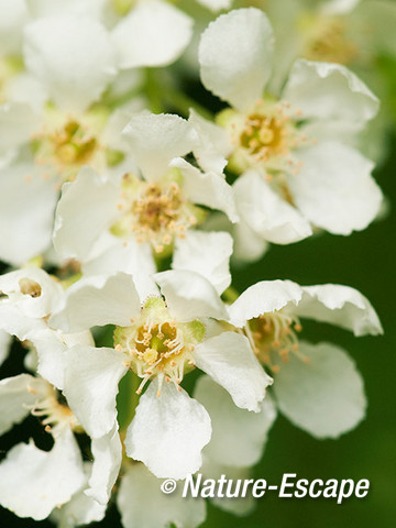 Vogelkers, bloemen, bloei, Elswout 2 050512