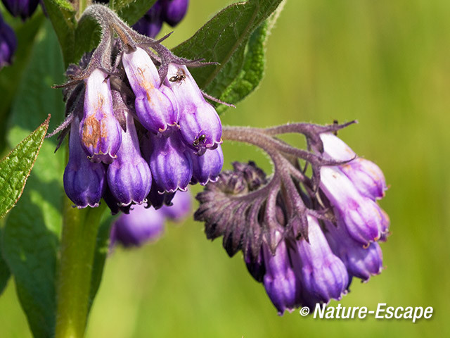 Smeerwortel, bloemen en mier, Zwmp1 170512