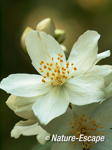 Jasmijn, bloemen, bloei, NHD Heemskerk 1 230612