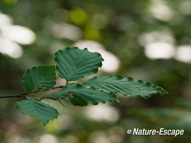 Beuk, groen blad in donker bos, Elswout 1 260712