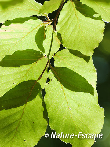 Beuk, blad met tegenlicht, Elswout 2 260712
