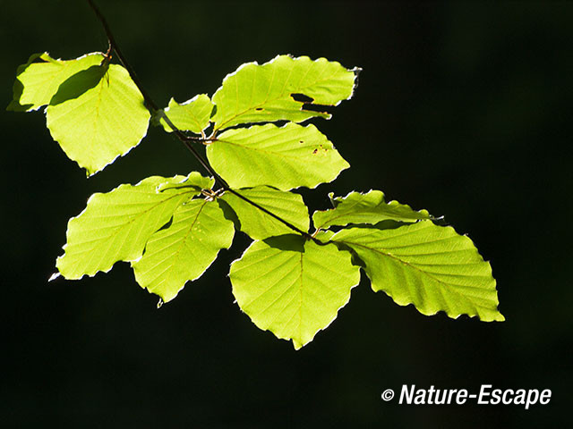Beuk, blad met tegenlicht, Elswout 1 260712