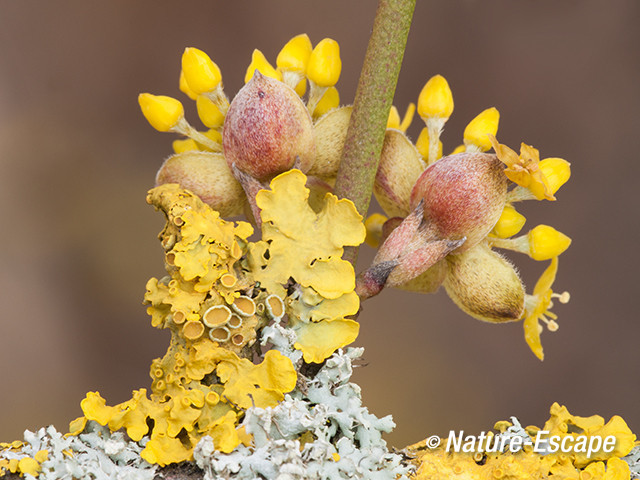 Gele kornoelje, bloemen, bloemknoppen, en korstmossen NHD Cas3 180313