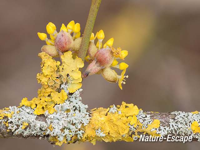 Gele kornoelje, bloemen, bloemknoppen, en korstmossen NHD Cas2 180313
