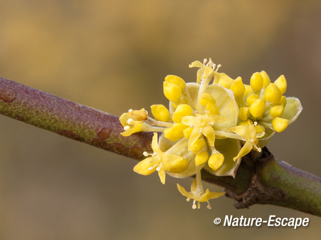 Gele kornoelje, bloemen, bloemknoppen, NHD Cas1 290313