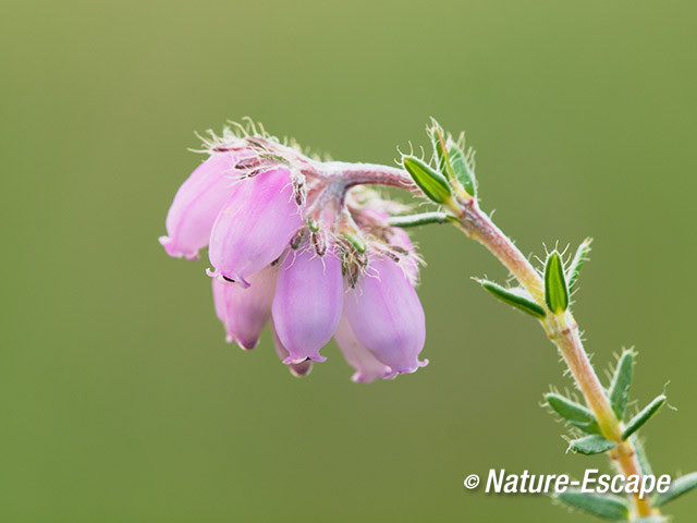 Dopheide, bloemen, bloei, Dwingelderveld 3 300514