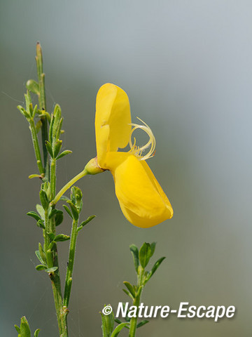 Brem, bloem, bloei, Dwingelderveld 1 300514