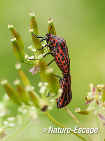 Rood-zwarte streepwants, pyjamawants, gevangeniswants, paring, Dwingelderveld 1 300514
