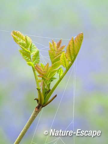 Es, jong blad, met spinrag, Hallerbos 1 120414