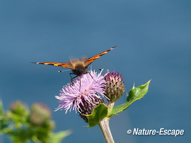 Kleine vos, foeragerend, nectar drinken, op bloemen akkerdistel, Zwaansmeerpad 2 090614