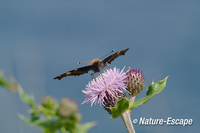Kleine vos, foeragerend, nectar drinken, op bloemen akkerdistel, Zwaansmeerpad 1 090614
