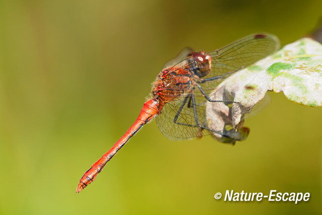 Bloedrode heidelibel, Zwanenwater 1 260714