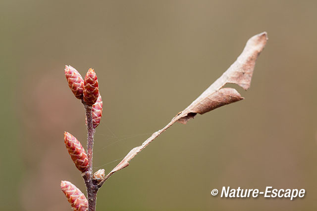 Gagel, bloemknoppen, oud blad, Jac P Thijssepark, Amstelveen 1 140315
