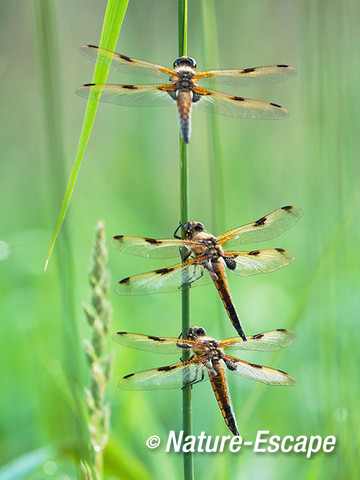 Viervlek, viervlekken, libellen, De Wieden 2 200615