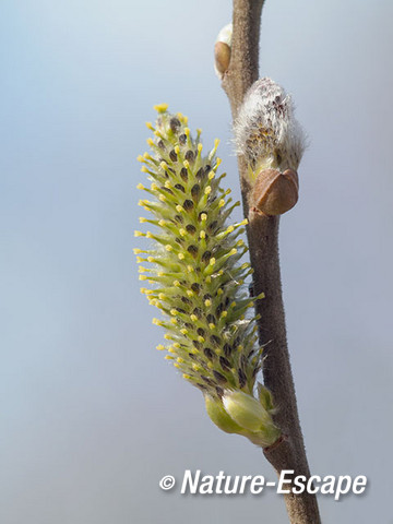 Grauwe wilg, katjes, bloemen, bloei, Zwanenwater 1 040415