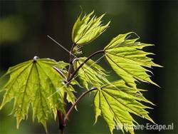 Esdoorn jong blad NHD Ccum1