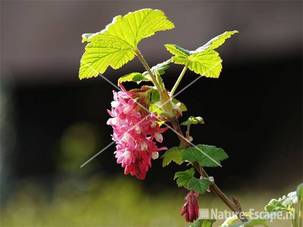 Ribes sanguineum 'King Edward VII' 0904a