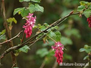 Ribes sanguineum 'King Edward VII' 2