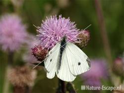 Klein koolwitje op distel