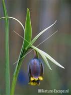 Fritillaria uva-vulpes