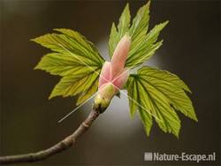 Gewone esdoorn blad jong NHD Heemskerk 2