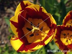 Tulp 'Helmar Triumph' tW1