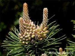 Zeeden bloemknoppen en jonge uitlopers NHD WaZ