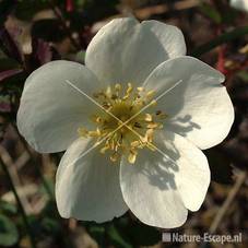 Duinroosje detail bloem NPZK8