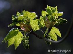 Gewone esdoorn blad met gesloten bloeiwijze NPZK