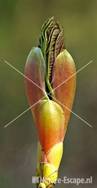 Gewone esdoorn uitlopende knop NHD Ccum