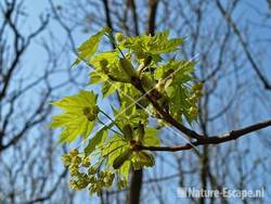 Noorse esdoorn jong blad en bloemen