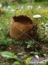Ruitjesbovist NHD Egmond 1